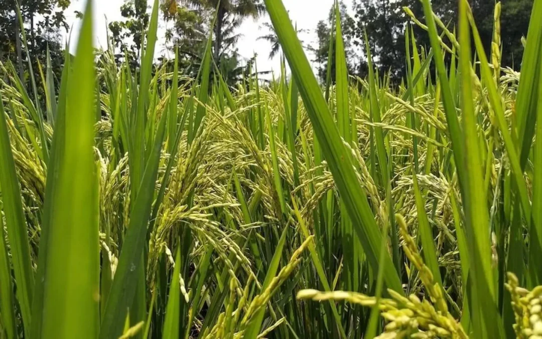 Gabon introduces five new rice varieties to boost local production, reduce imports